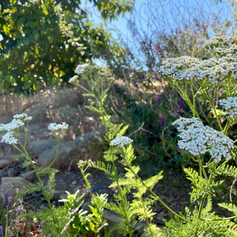 White Yarrow