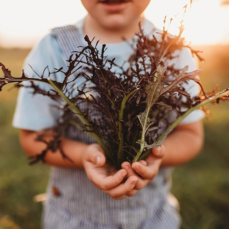Mizuna roja Cultiva tus propias hojas de mostaza en interiores o exteriores, en contenedores o en el jardín