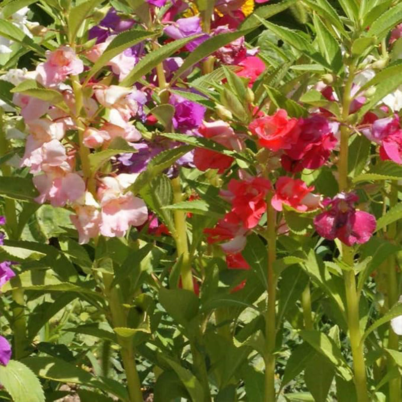 Impatiens Balsam Garden Flower Seed Mix for Planting