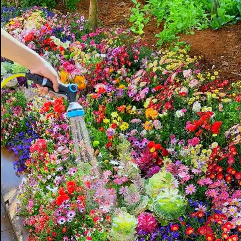 Semillas de flores perennes mixtas: más de 60 variedades mezcladas, fácil cuidado