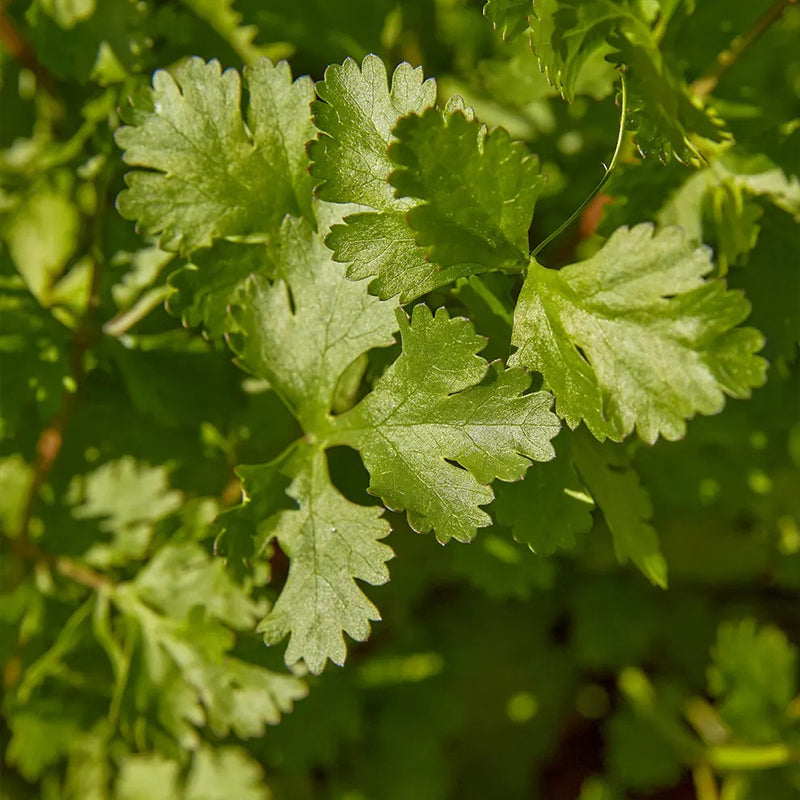 Cilantro (cilantro)