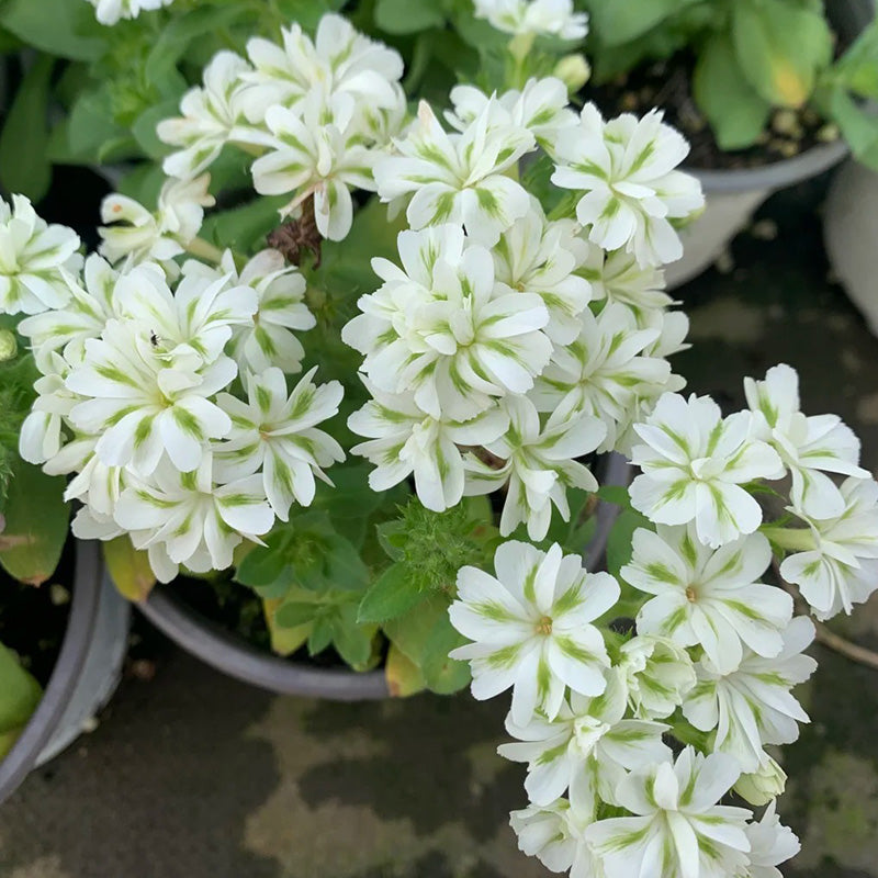 Green Phlox paniculata Seeds