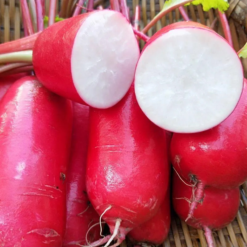 Semillas de rábano de fruto del pulgar