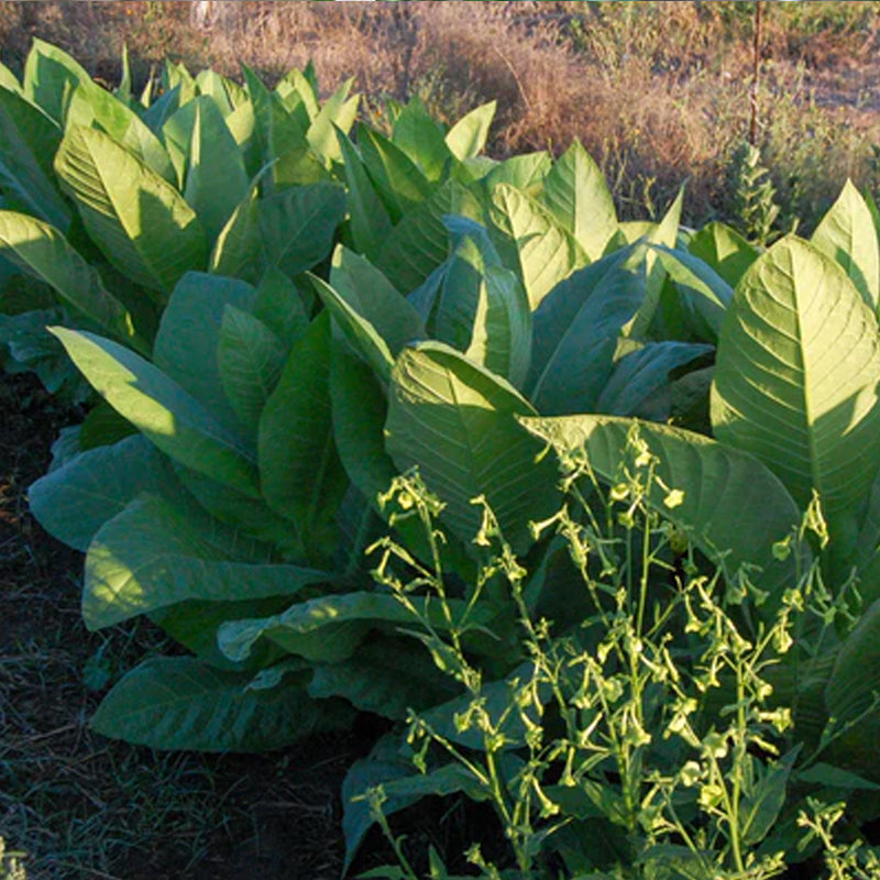 Semilla de tabaco de Virginia (especie Tabacum)