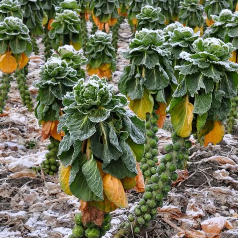 Brussels Sprout Seeds - Rare Heirloom Brussel Sprout Seeds