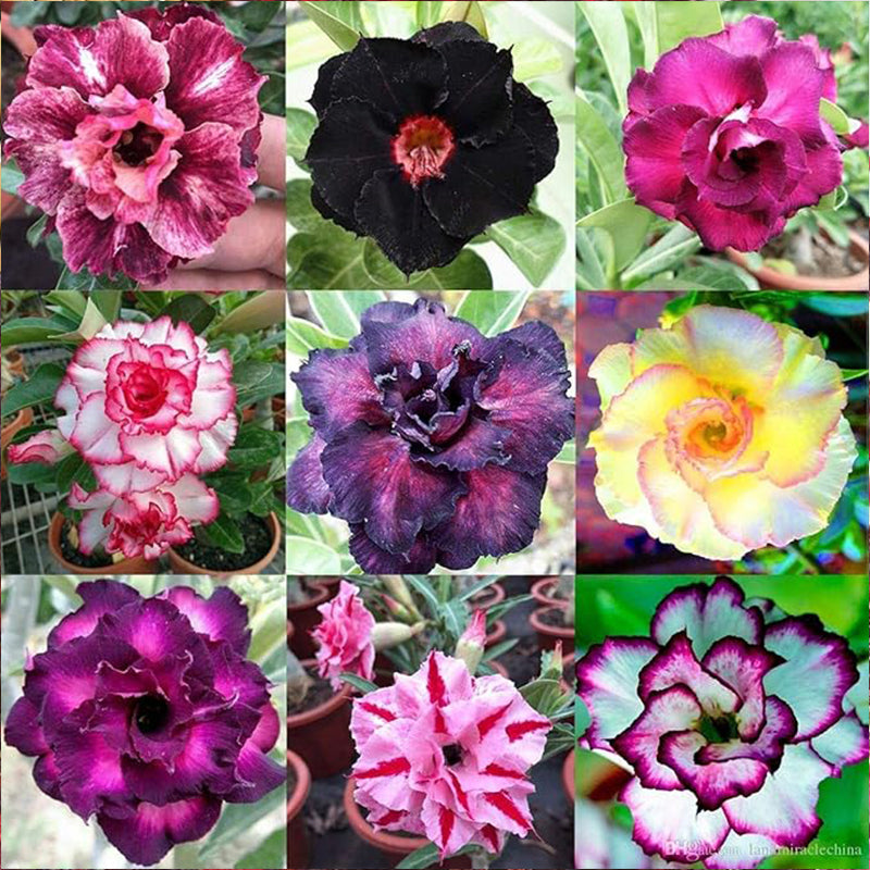 Semillas de rosa del desierto de colores variados para cultivar semillas de adenium obesum