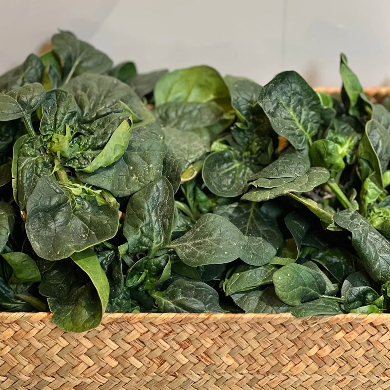 Deep Savoy Spinach Seeds