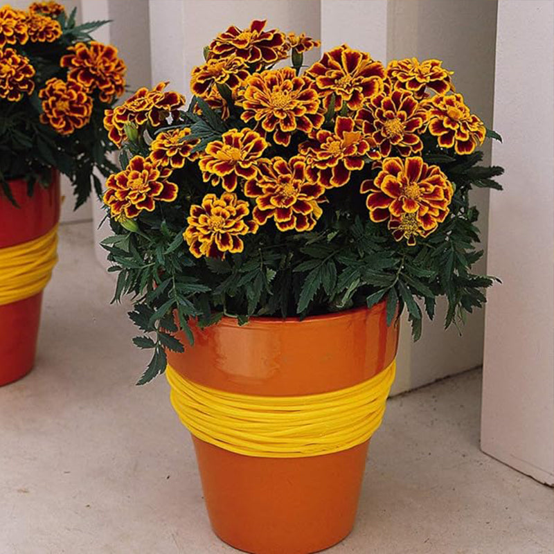 Annual Tagetes Patula Durango Flame French Marigold Garden Flower Seed for Planting