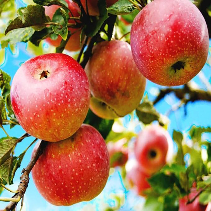 Semilla de manzana roja Planta perenne grande Arbusto gigante de interior para exterior