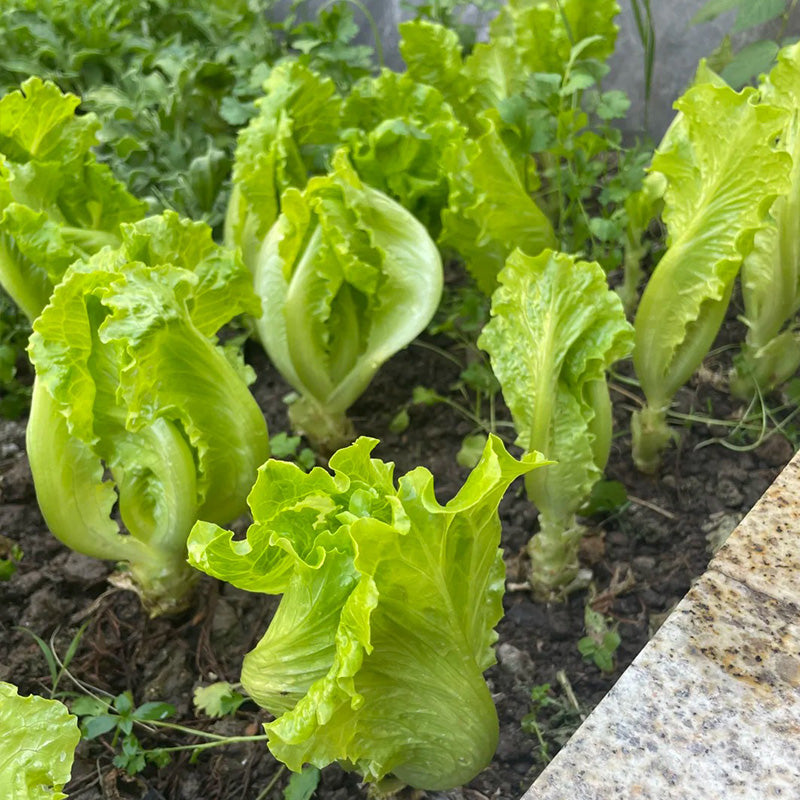 Crisp Garden Romaine Lettuce Seeds