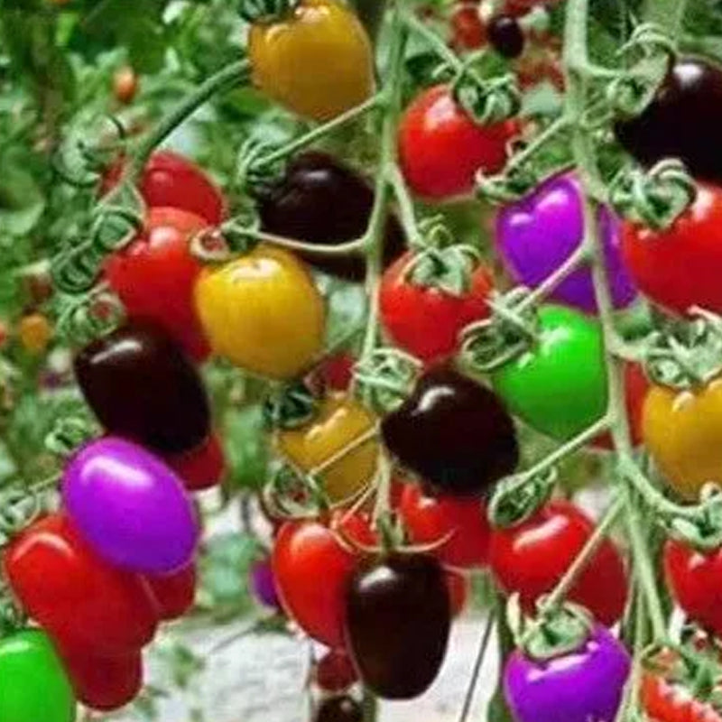 Semillas de tomates cherry de colores