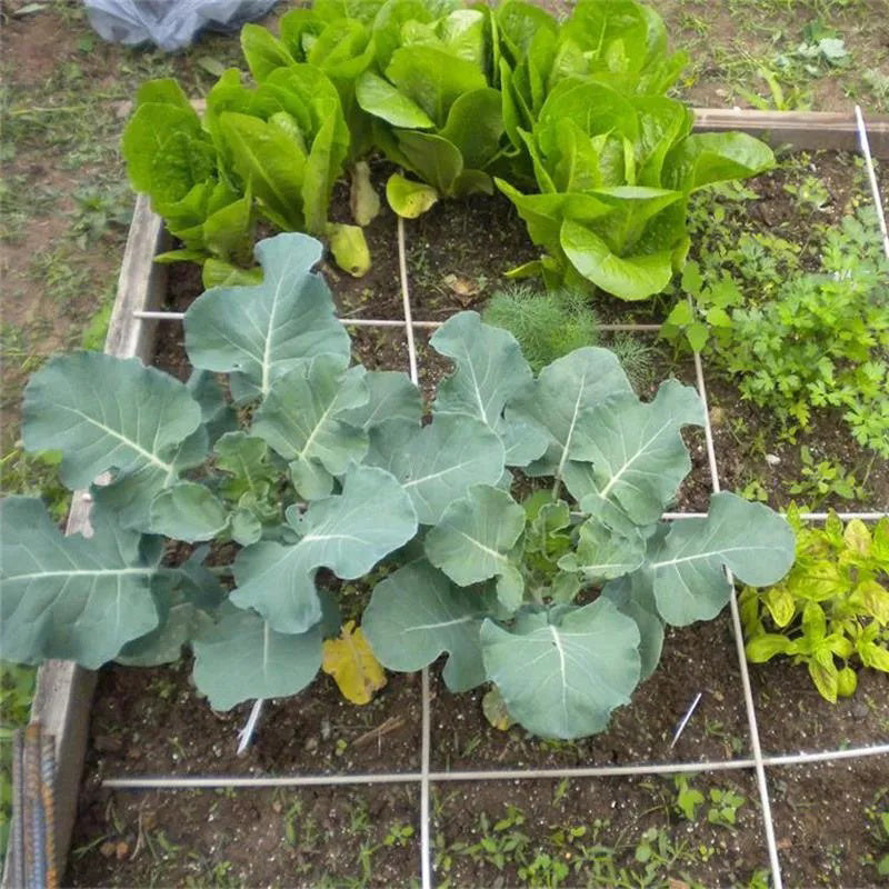 Brócoli Emerald Crown F1