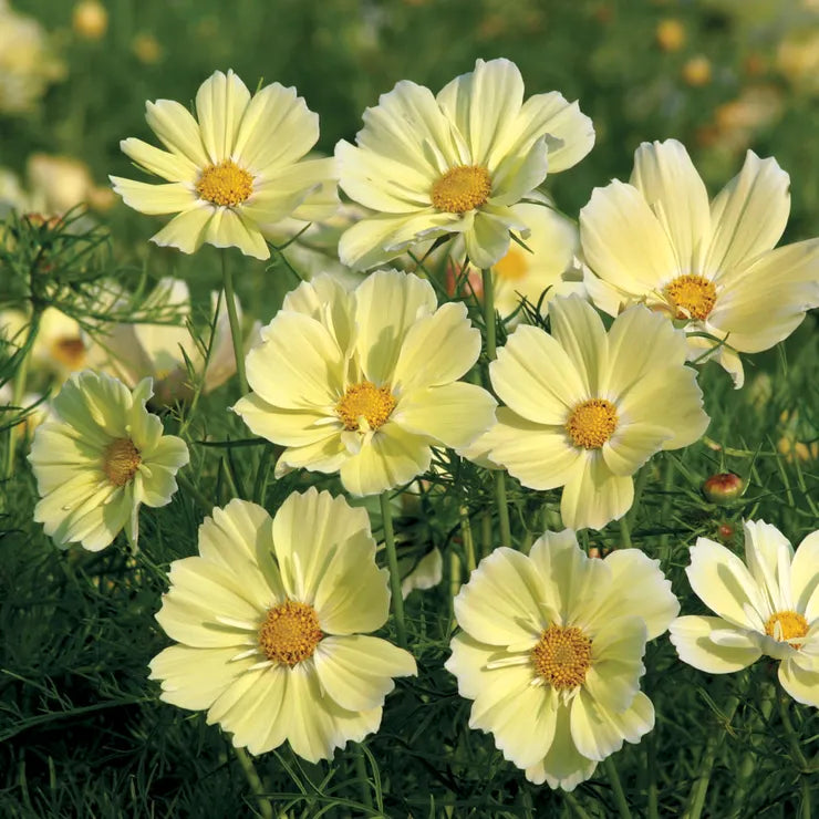 Xanthos Cosmos Seeds