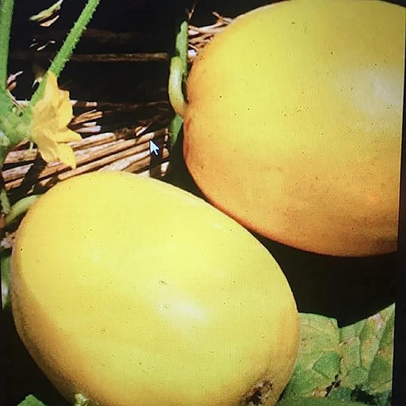 Golden Honeydew Seed Japanes Kogane Makuwauri Sweet Melon Non-GMO Juicy Fruit Great Sweet Taste Gardening