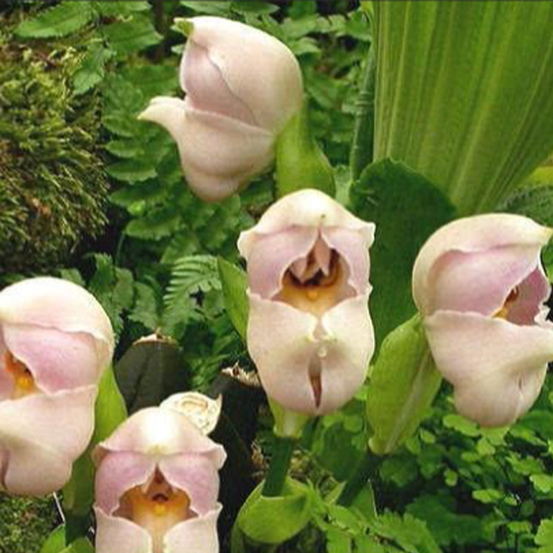 Swaddled Babies Orchid Seeds