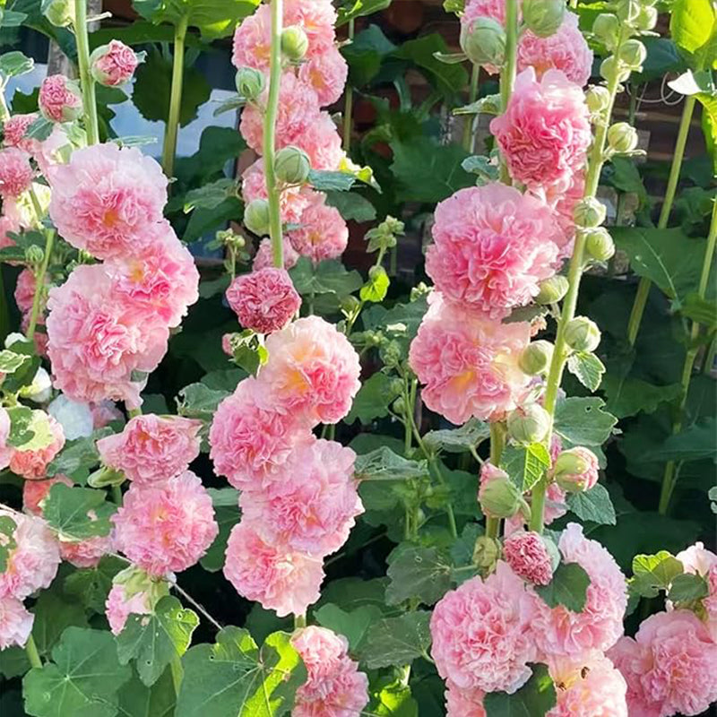 Semillas de malvarrosa Carnival Mix, malva gigante, flores de malvarrosa doble, semillas perennes, flores para jardín de casa al aire libre