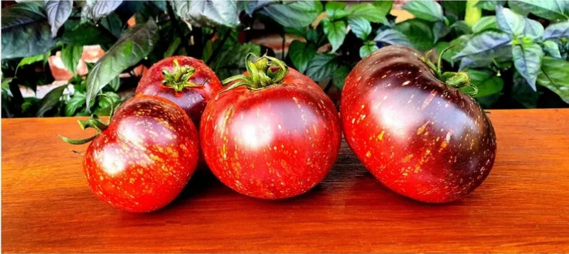 Dark Galaxy Tomato Seeds