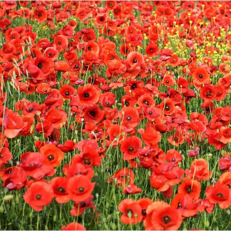 Red Flanders Poppies Flanders Poppy Seeds