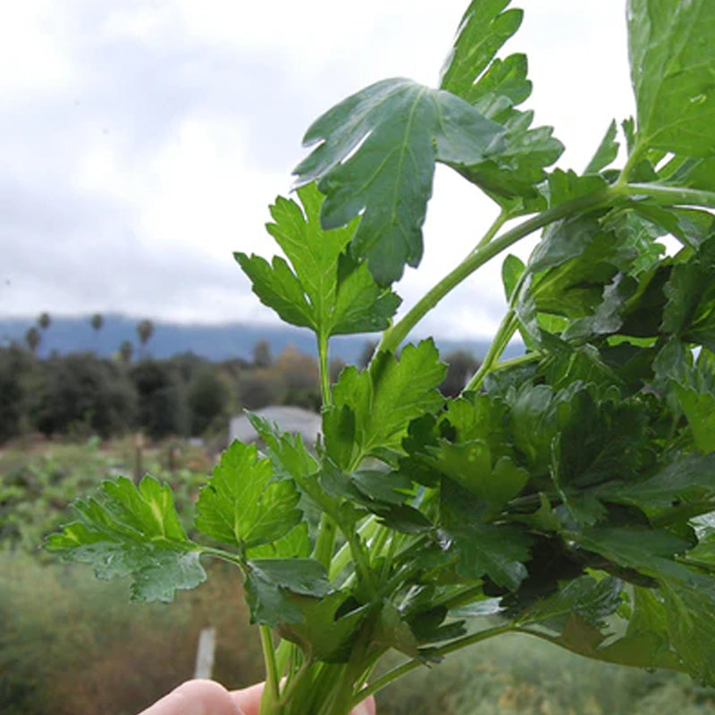 Perejil gigante de Italia