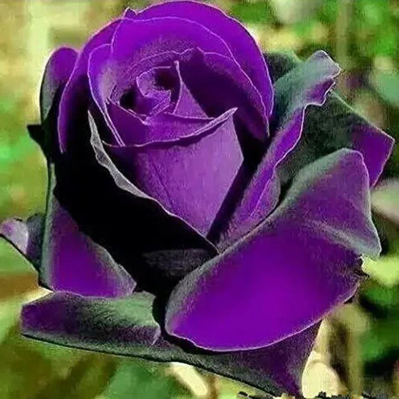 Rare purple dragon rose seeds