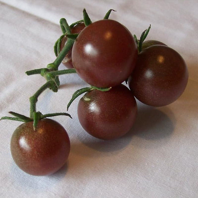 Tomate Cherry Negro Vegetal Para Plantar Sin OGM