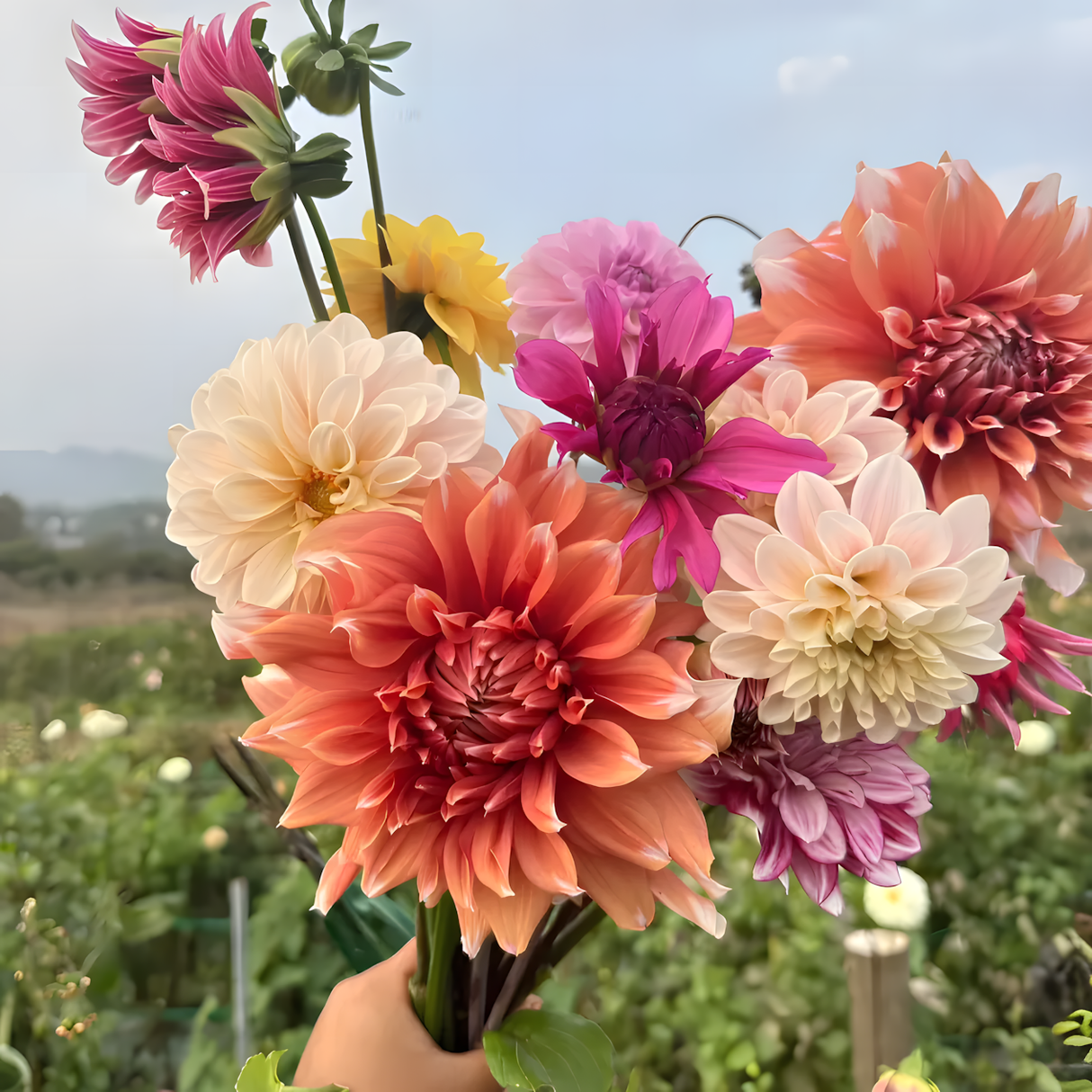 Dahlia Double Blend Rainbow Seeds