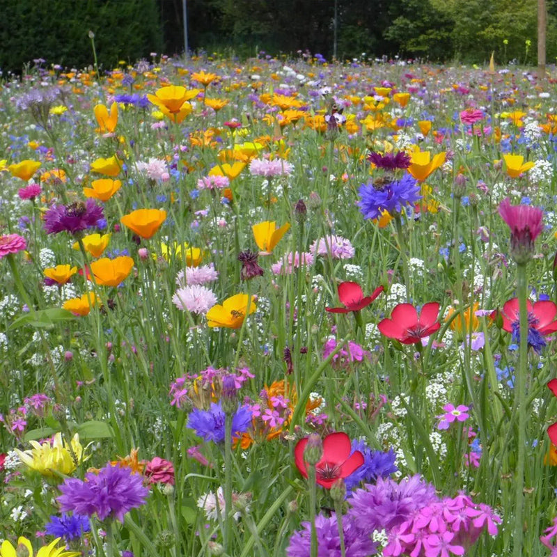 Semillas de flores múltiples