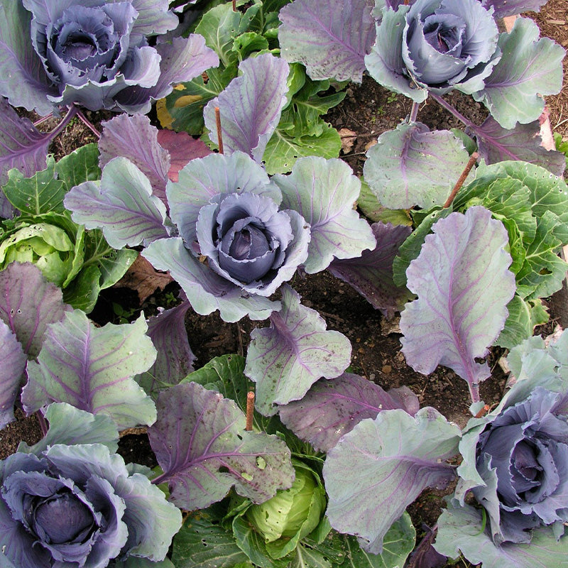 Stellar Blue Red Cabbage Seeds