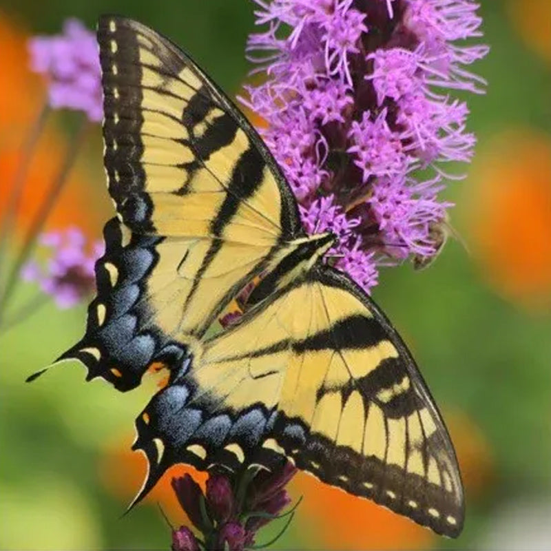 Mezcla de semillas resistentes a los ciervos: más de 20 variedades mezcladas