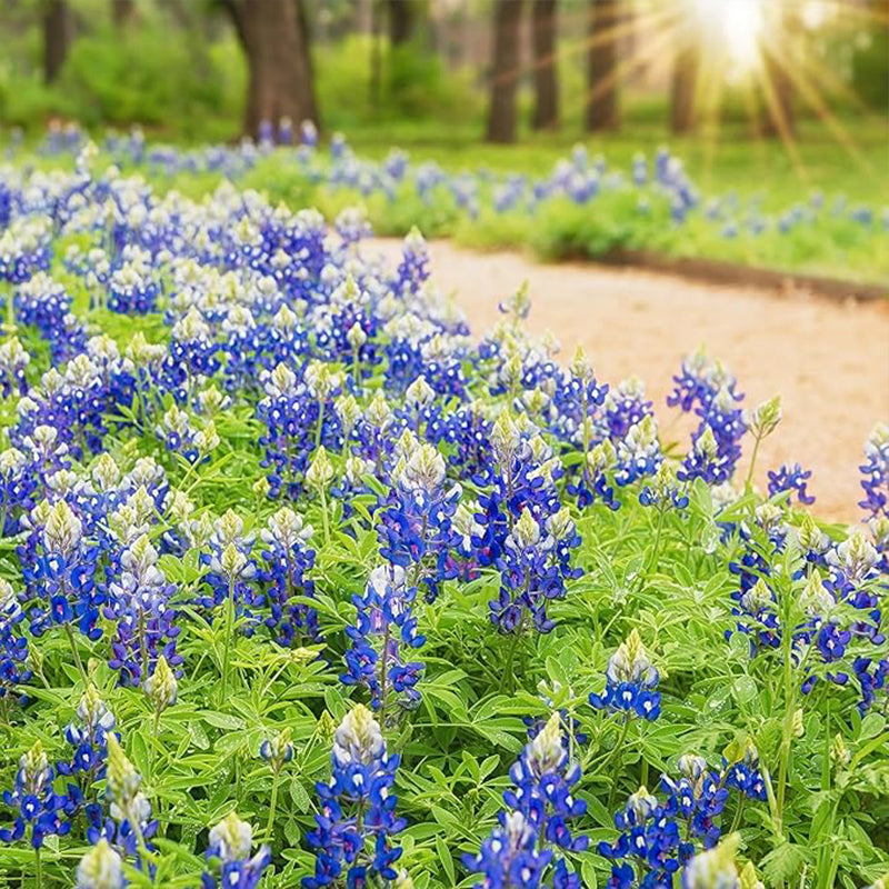 Texas Bluebonnet Wildflower Seeds