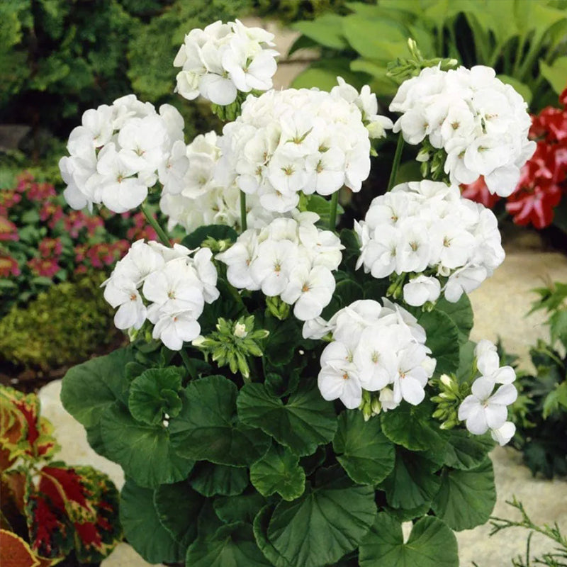 Geranium Pinto Premium White F1 Seed