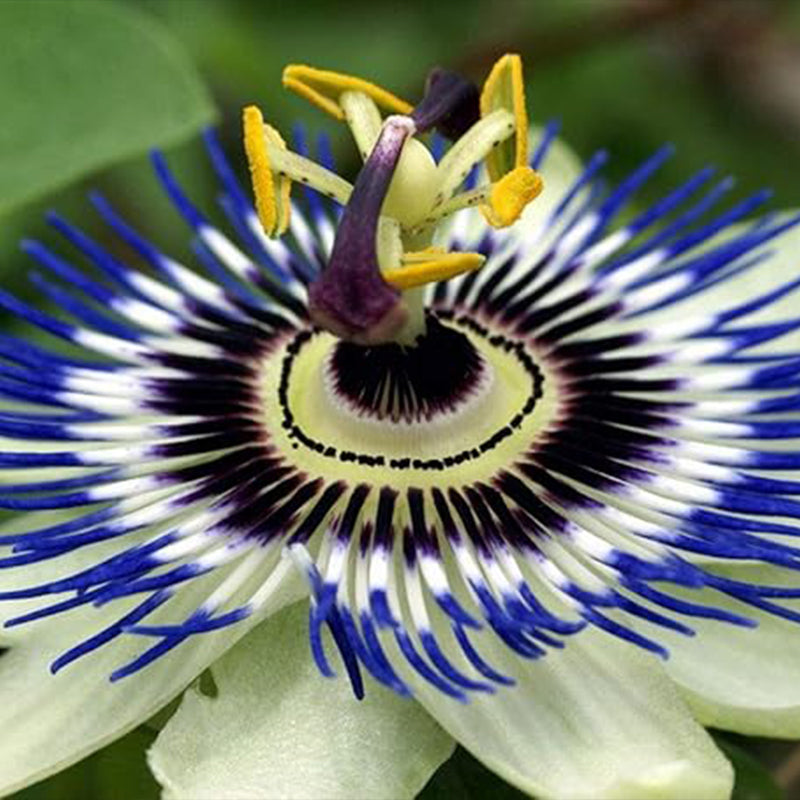 Semillas de pasiflora morada, hermosa flor exótica, perenne, para jardín al aire libre, flores cortadas para plantar, sin OGM