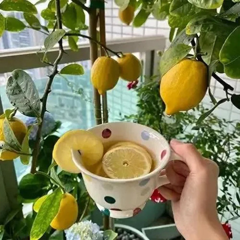 Semillas de limón perfumado con alta tasa de germinación: floración y frutos durante todo el año