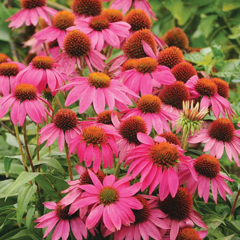Equinácea, PowWow Bayas Silvestres
