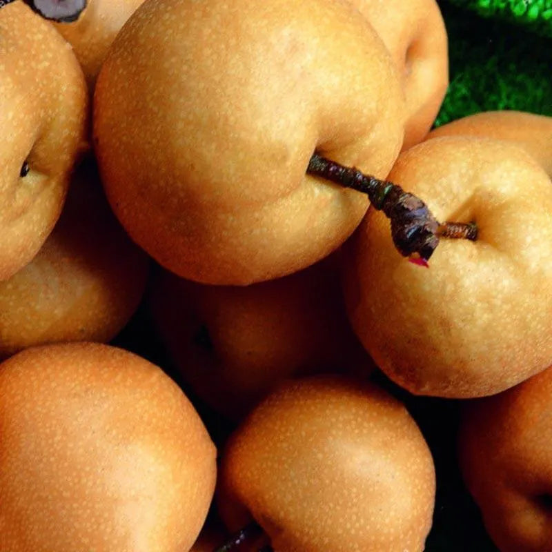 Semillas de pera Semillas de bonsái de peral chino amarillo Semillas de frutas exóticas deliciosas y dulces