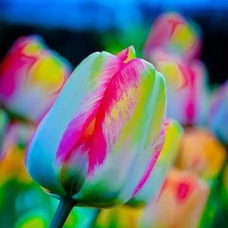 Semillas de tulipán de color raro para bonsái n.° 21