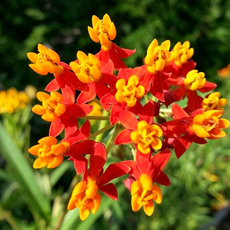 Red Tropical Milkweed (Asclepias curassavica) Seeds