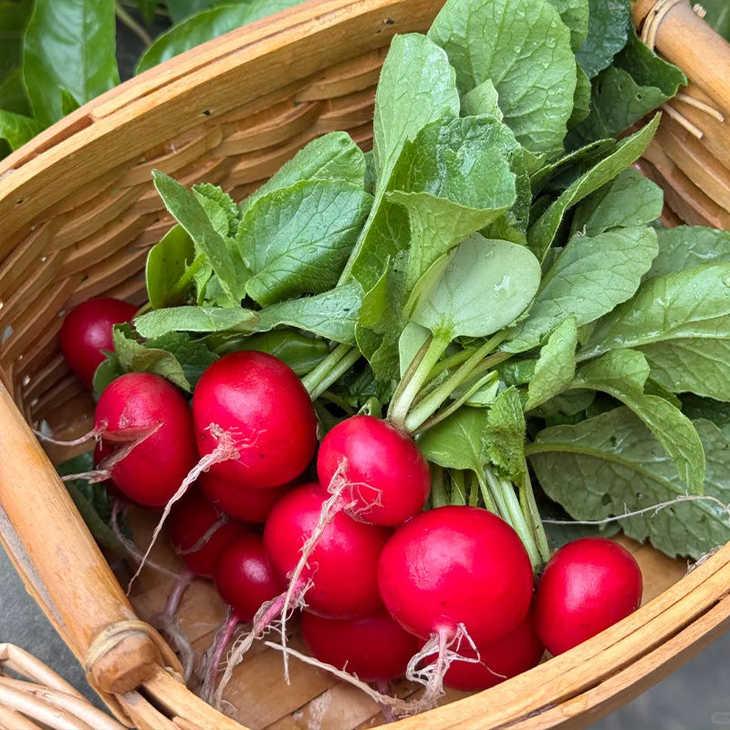 Cherry Belle Radish Seeds