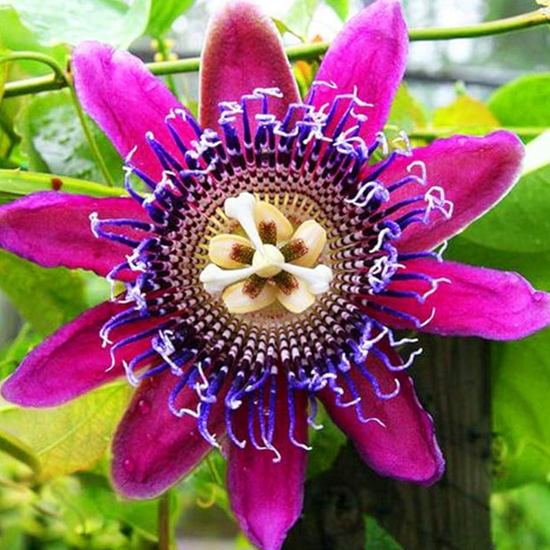 Semillas de maracuyá Mix, flores fáciles de cultivar, plantar para bonsáis de interior y exterior