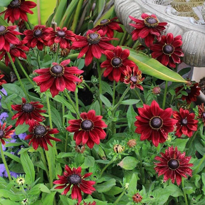 Cherry Red Black-Eyed Susan Seeds
