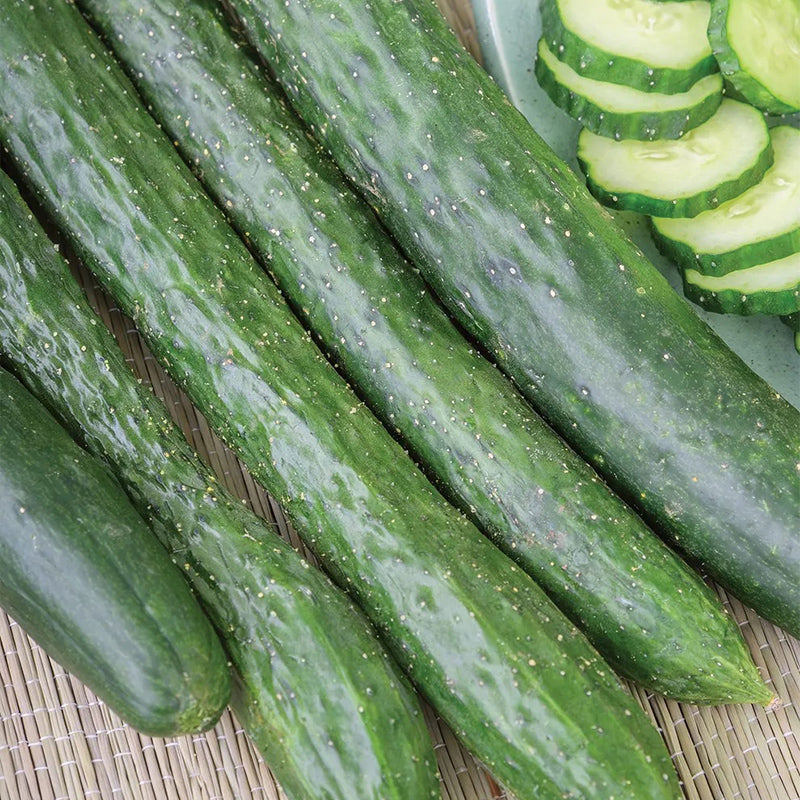 Cucumber, Dragon Suhyo Hybrid