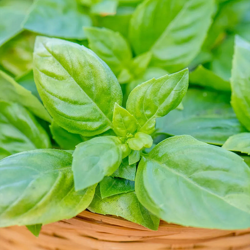 Basil, Pesto Party