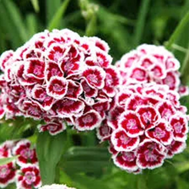 Sweet William Seeds - Indian Carpet Dwarf Single Mix