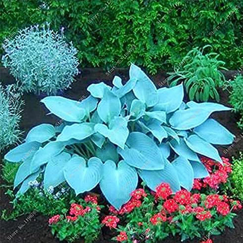 Mixed Hosta Seeds For Garden Plant