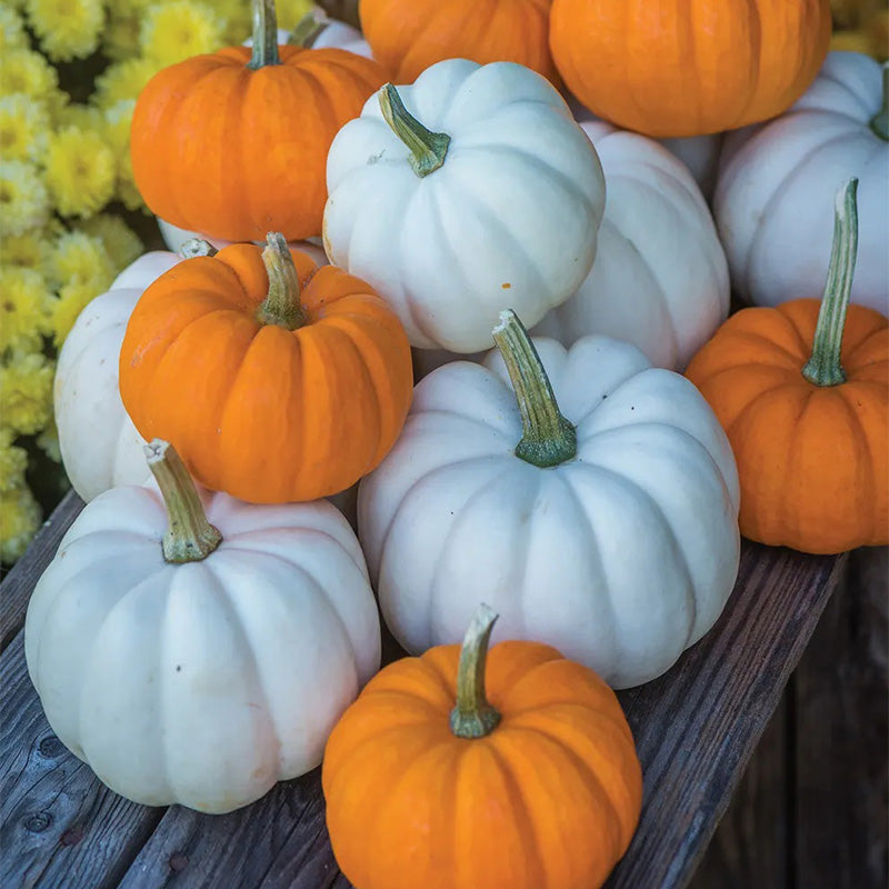 Pumpkin, Mini Harvest Hybrid Blend