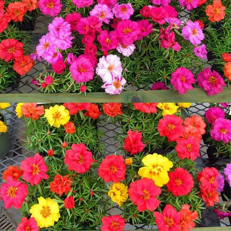 Semillas de girasol de doble pétalo multicolor