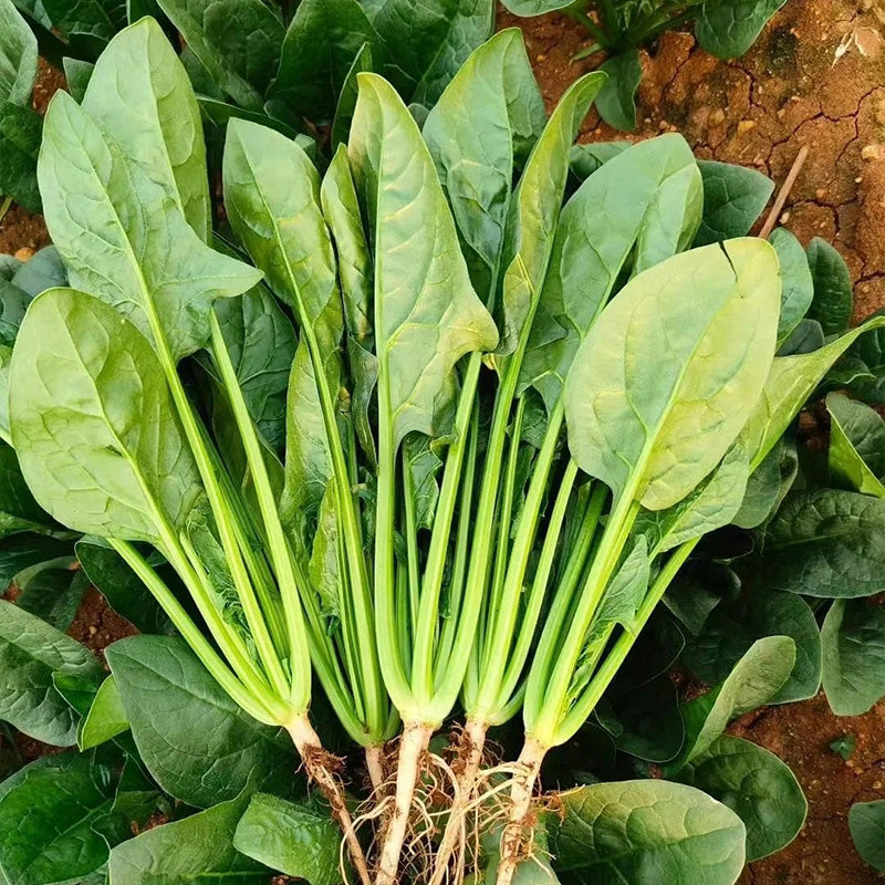 Dewy Green Spinach Seeds