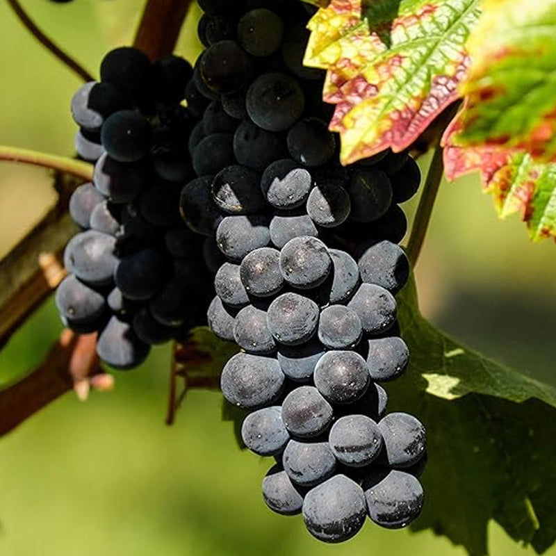 Grape Seeds Vine Fruit Seeds Mix Plant Home Garden