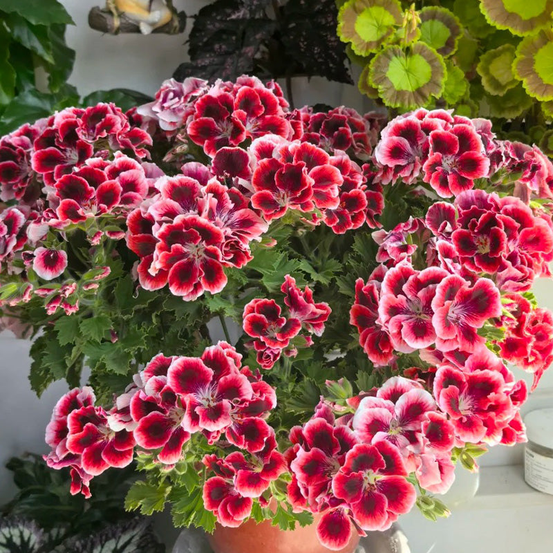 Red and White Blossom Geranium Seeds