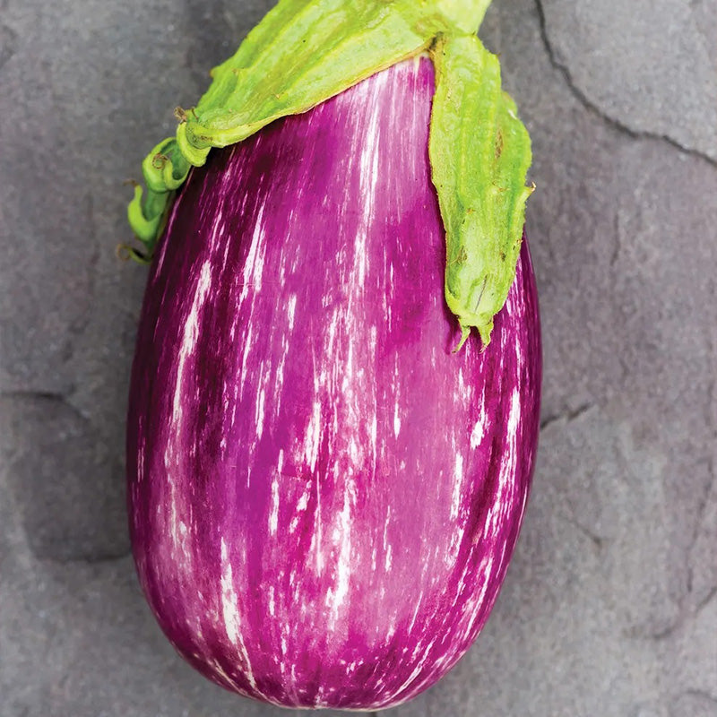 Eggplant, Shooting Stars